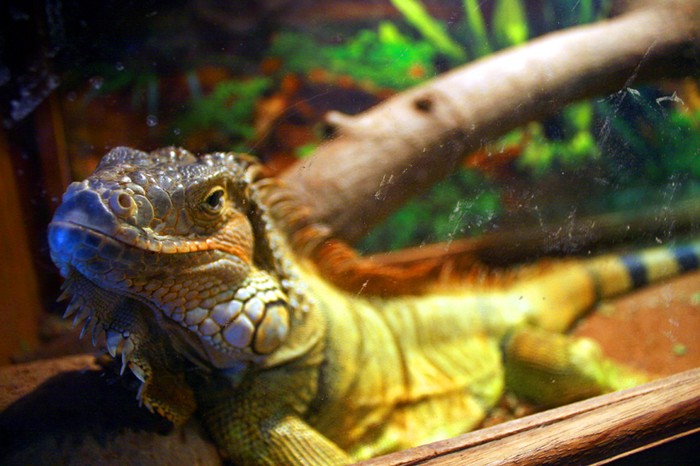 Kỳ nhông Nam Mỹ, tên tiếng Anh là Iguana còn tên khoa học là Andrias Davidianus.